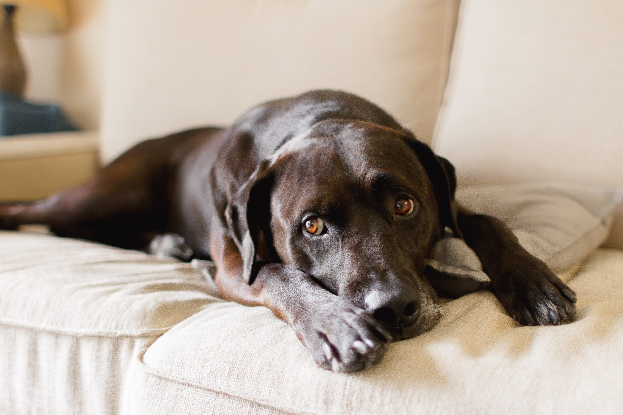 brown labrador Happy, healthy brown labrador laying on the couch