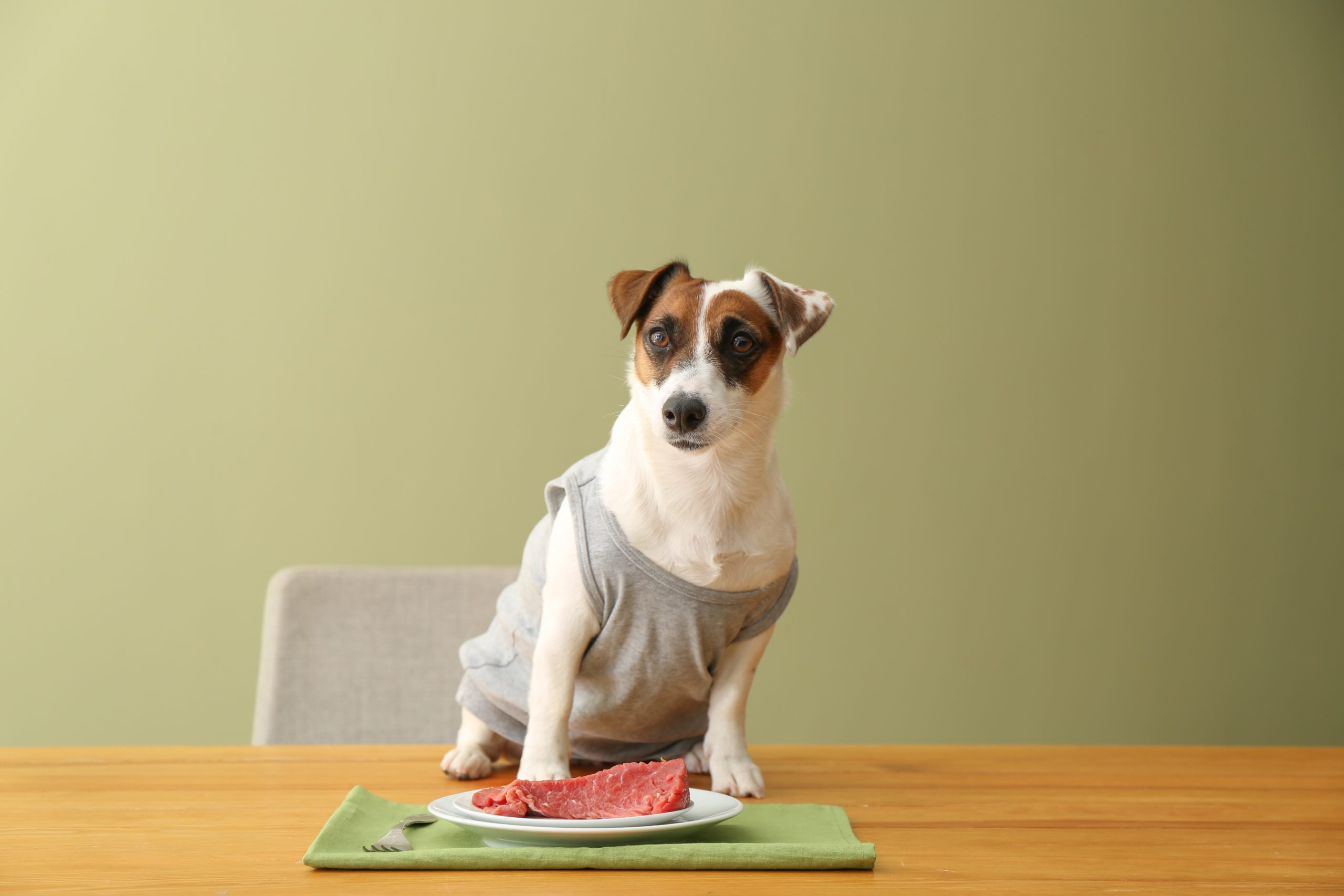 Cute,Funny,Dog,And,Plate,With,Raw,Meat,On,Table